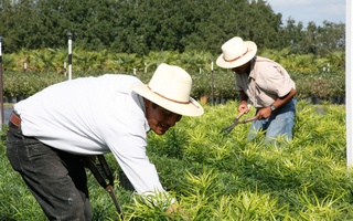 Nursery Photos | Quality Trees and Shrubs | Umatilla, FL