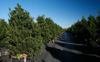 Nursery Photos | Quality Trees and Shrubs | Umatilla, FL