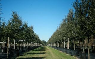 Nursery Photos | Quality Trees and Shrubs | Umatilla, FL