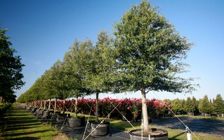 Nursery Photos | Quality Trees and Shrubs | Umatilla, FL