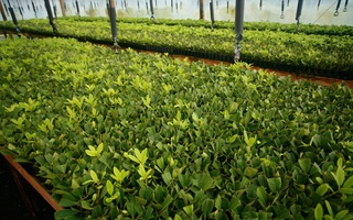 Nursery Photos | Quality Trees and Shrubs | Umatilla, FL