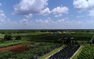 Nursery Photos | Quality Trees and Shrubs | Umatilla, FL