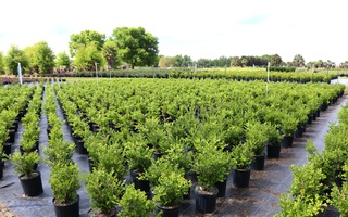 Nursery Photos | Quality Trees and Shrubs | Umatilla, FL