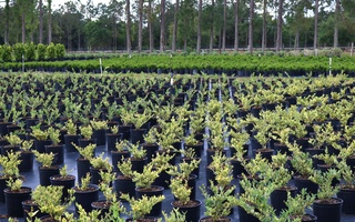 Nursery Photos | Quality Trees and Shrubs | Umatilla, FL