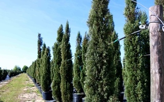 Nursery Photos | Quality Trees and Shrubs | Umatilla, FL