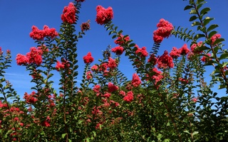 Nursery Photos | Quality Trees and Shrubs | Umatilla, FL