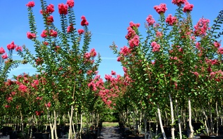 Nursery Photos | Quality Trees and Shrubs | Umatilla, FL