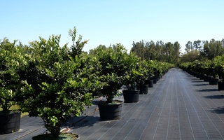 Nursery Photos | Quality Trees and Shrubs | Umatilla, FL