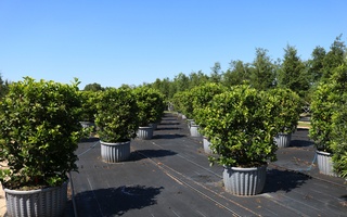 Nursery Photos | Quality Trees and Shrubs | Umatilla, FL