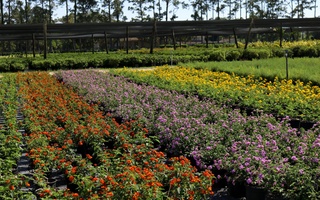 Nursery Photos | Quality Trees and Shrubs | Umatilla, FL